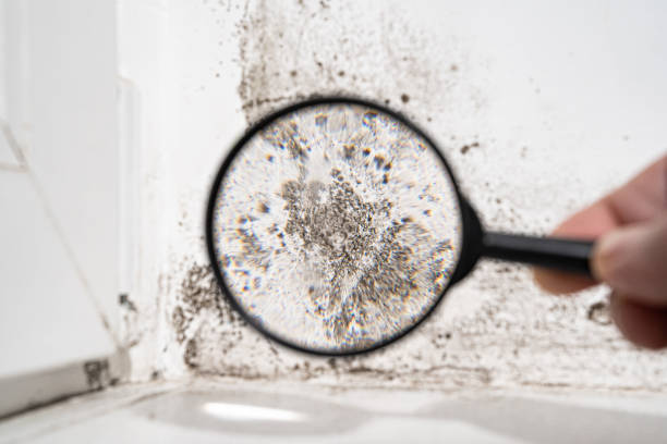 Mold Odor Removal Services in Anna, TX